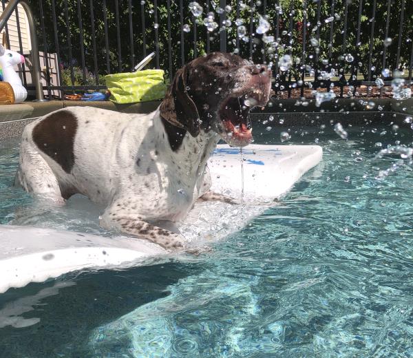 /images/uploads/southeast german shorthaired pointer rescue/segspcalendarcontest2021/entries/21791thumb.jpg